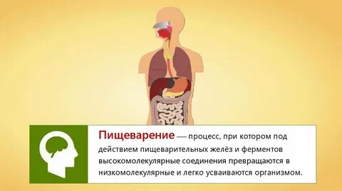 Пищеварение и усвоение пищи