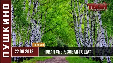 Пушкино березовая роща