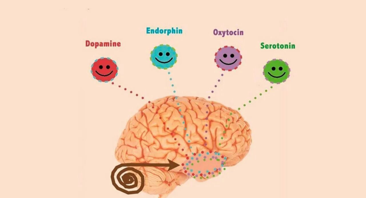 Мозг вырабатывает эндорфины. Гормоны. Гормоны счастья мозг. Серотонин. Что способствует выработке серотонина.