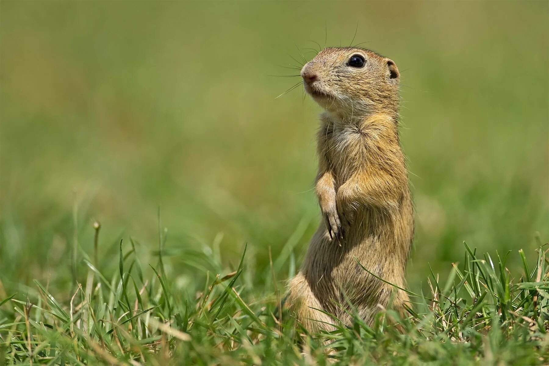 Суслики лучшие. Европейский суслик (Spermophilus citellus). Крапчатый суслик. Желтый суслик Spermophilus fulvus. Айдахский суслик.