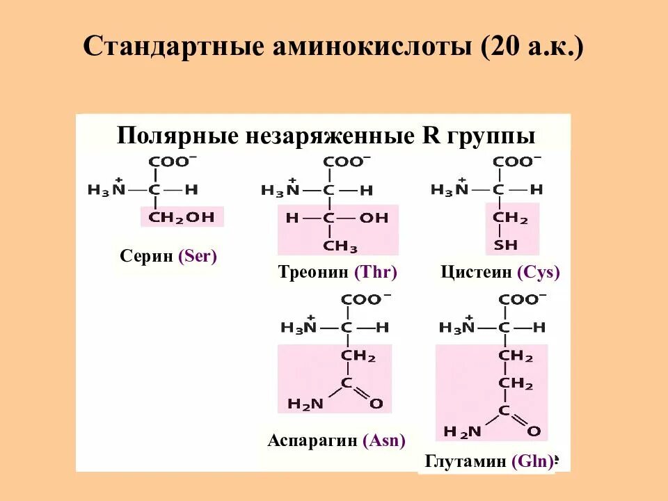 Аспарагин заряд аминокислоты. Алифатические аминокислоты треонин. Цистеин ионизированная форма. Серин треонин глутамин. Треонин это