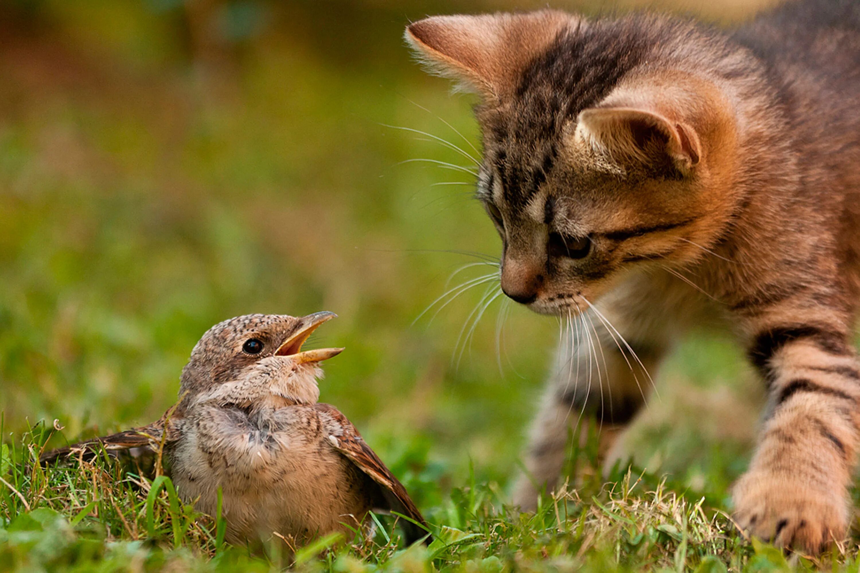 Мелких животных и птиц. Домашние животные и птицы. Колибри карликовая пчелка. Мелких животных и птиц. Красивые животные.