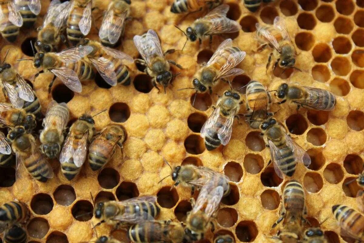 Личинка пчелиной матки. Детеныш пчелы. Пчелиная матка. Куколка пчелы