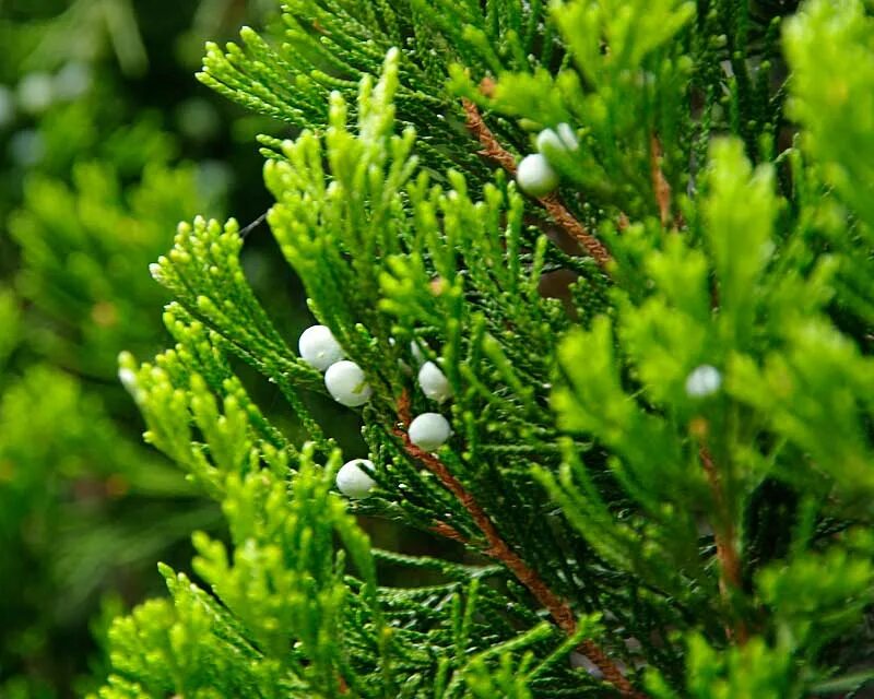 Juniperus chinensis. Можжевельник juniperus chinensis. можжевельник китайский спартан. juniperus chinensis spartan. можжевельник китайский (juniperus chinensis).