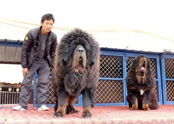Pin by Avrtatiana on Dogs ❤ Tibetan mastiff, Animals, Natural dog