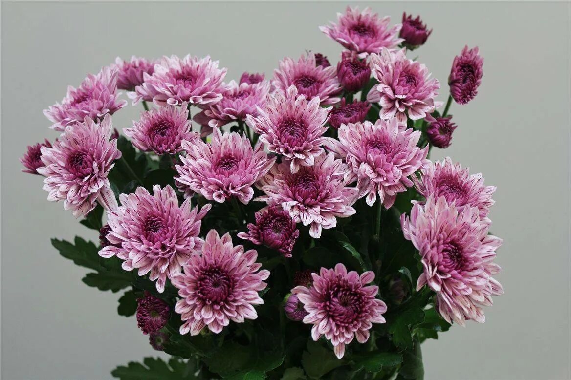 Хризантема корейская книпскис. Хризантема имеет. Хризантема дивина. Хризантемы императорские цветы в японии. Хризантема георгиновидная.