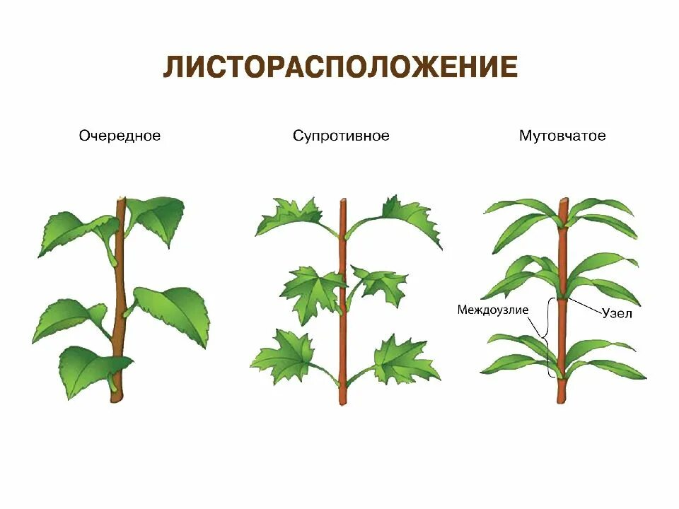 Какой тип листорасположения характерен для