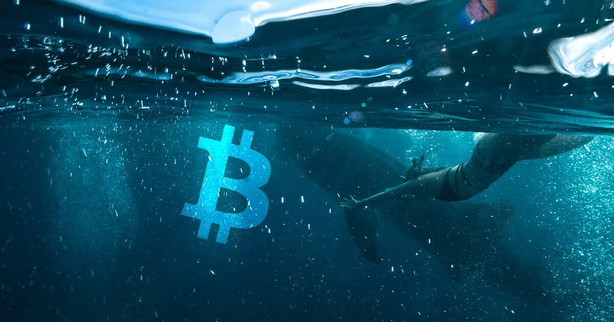 Top 10 bitcoin whales part. Кит btc. кит биткойн. bitcoin whale. биткоин кит фото.