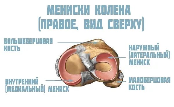 Мениск мкб. Строение медиального мениска коленного сустава. внутренний медиальный мениск. разрыв медиального мениска коленного сустава.