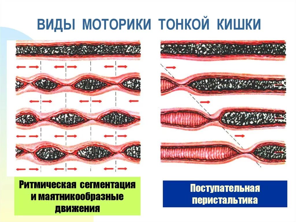 Типы моторики. Маятникообразная перистальтика кишечника. Перистальтика Толстого кишечника. Моторика тонкой кишки. Маятникообразные движения тонкого кишечника.