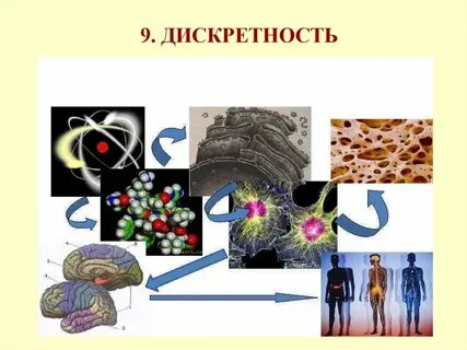 Дискретность в биологии простыми словами