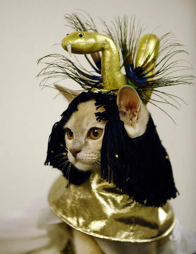 Cat cleopatra