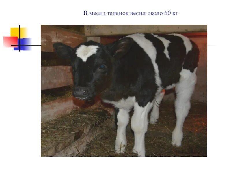 Теленок 2 месяца. Теленок 3 месяца. Вес теленка. Теленок весит. Почему месячные телята