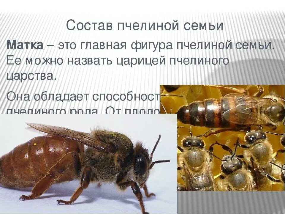 Какую функцию выполняет трутень. Касты пчелиной семьи. пчелиная семья состав пчелиной семьи. трутни в пчелиной семье. трутень пчела.