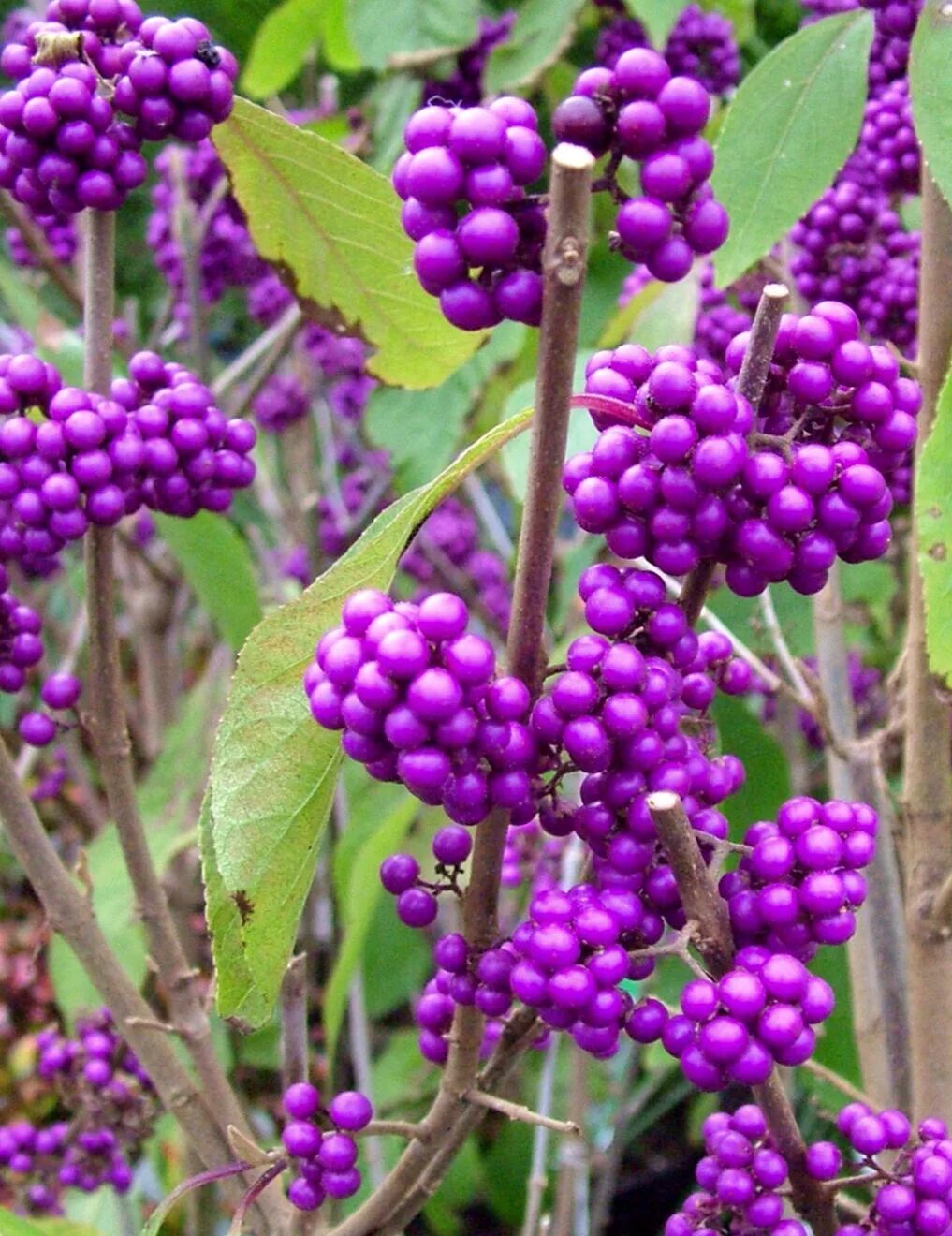 Purple berry