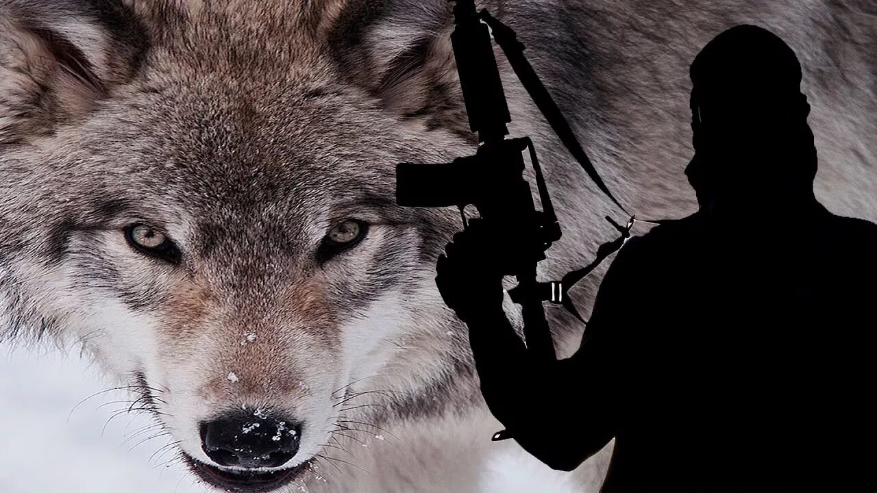 Lone Wolf одинокий волк. The Lone Wolf группа. The Lone Wolf вокалист. Волк одиночка.