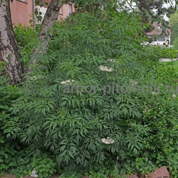Кустарник с резными листьями фото Каталог