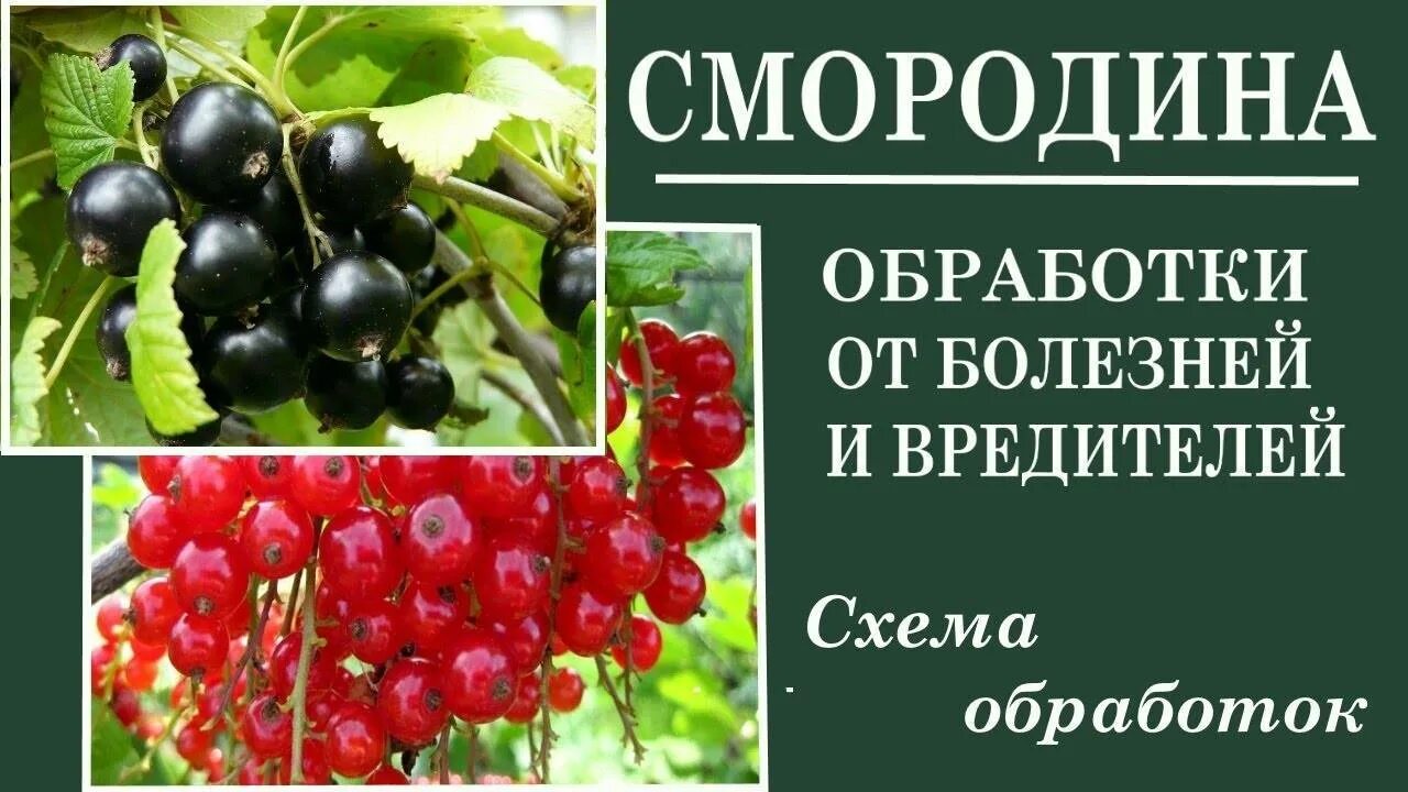 Каким препаратом обработать смородину. Схема обработки смородины. Обработка смородины весной от болезней и вредителей. Обработка от вредителей болезни смородина. Схема обработки смородины от болезней.