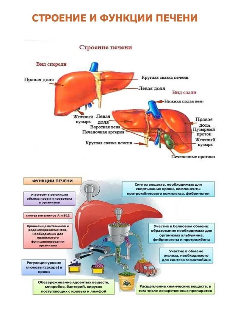 Железа печени функции. Функции печени анатомия. Функции и анатомия печени кратко. Печень ее строение и функции. Печень строение и функции кратко.