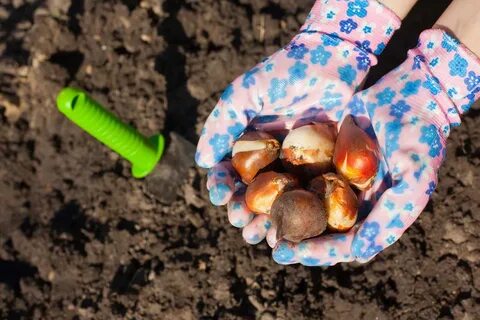 Луковицы тюльпанов для посадки