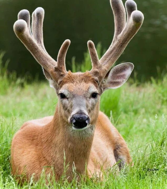 молодые оленьи рога панты. олень без рогов. рога изюбря. олениха с рогами. панты маралов.
