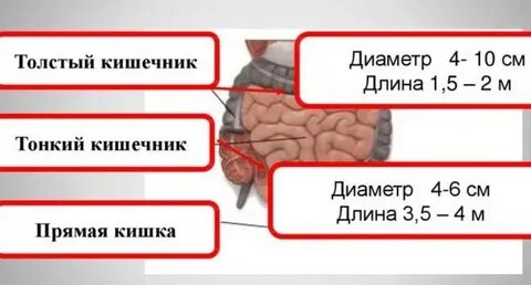 Длина кишечника кролика