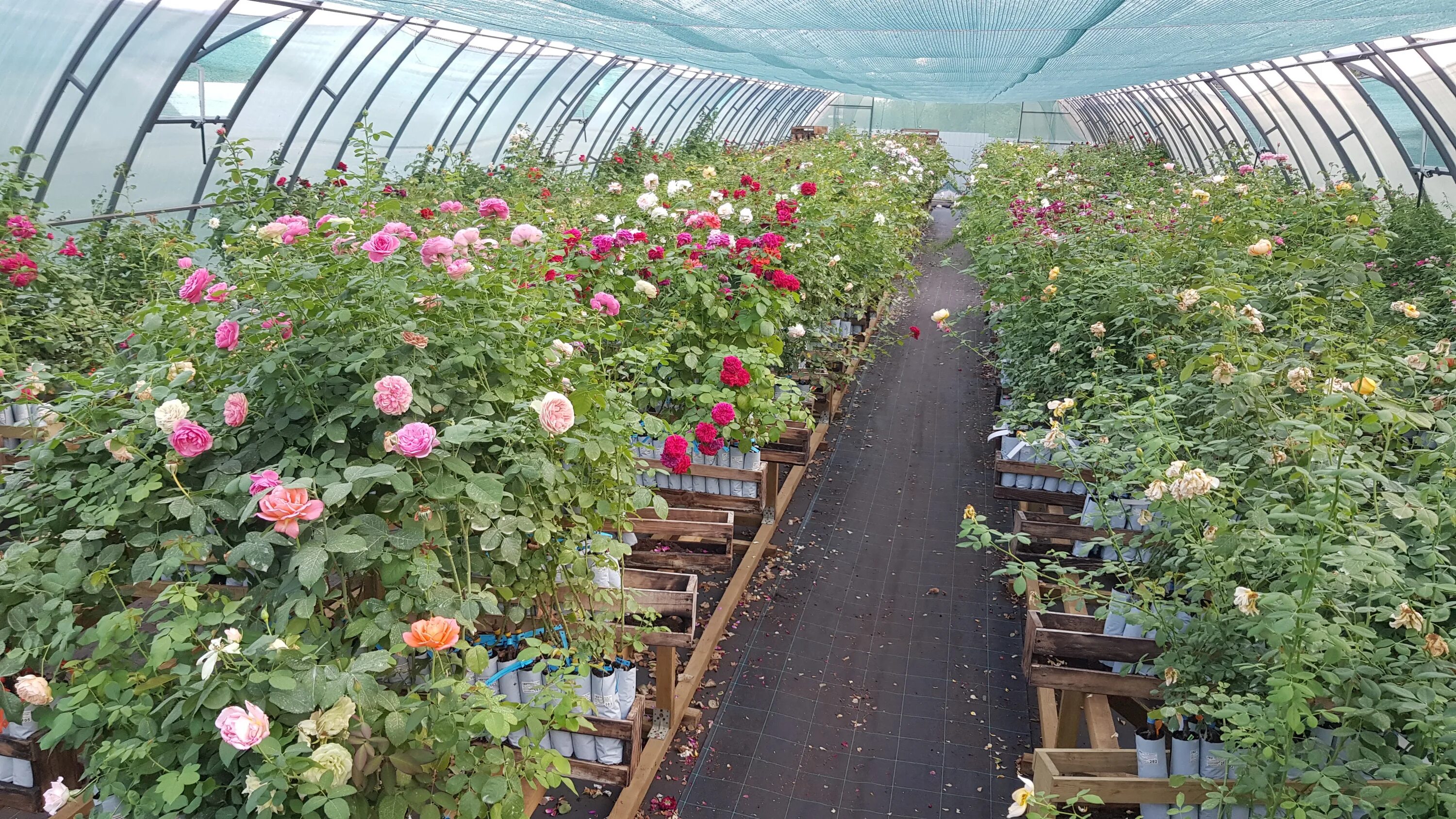 розы псков. букет длинных роз. розы 12 шт. кампанелла пич. персиковые розы в золотой коробке.