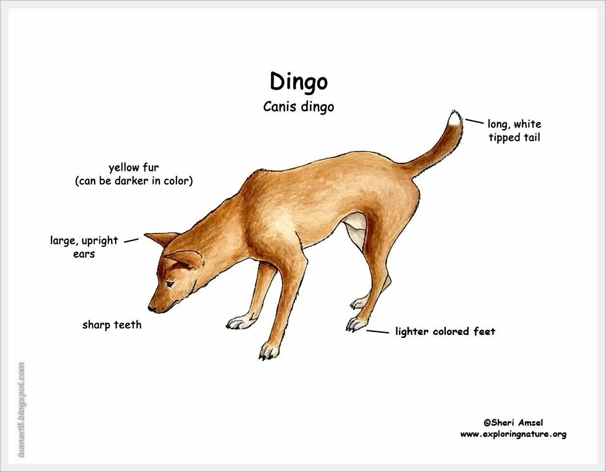 Динго (canis familiaris). Динго на английском. Динго внешний вид. Внешний вид собаки. Скажи по английски собака