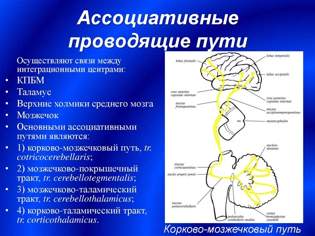 Проводящие системы головного мозга. Афферентные проводящие пути мозжечка. Экстрапирамидная система: центры и проводящие пути.. Афферентные пути мозжечка схема. Проводящие пути ЦНС ассоциативные комиссуральные.