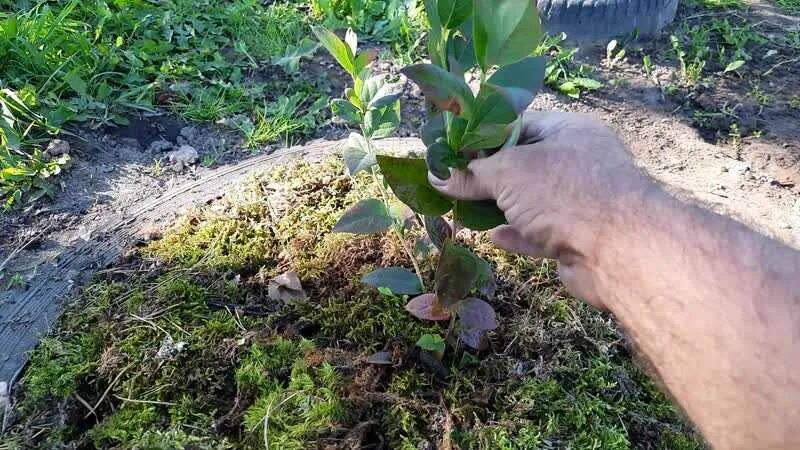 В каком месте посадить голубику