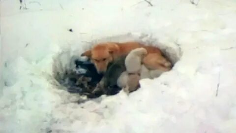 Может ли собака жить