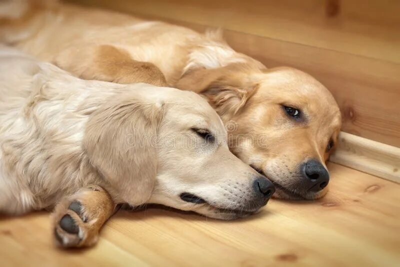 Dog pairing