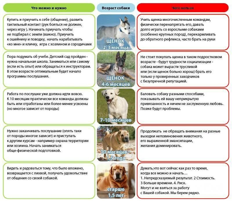 Что можно есть собакам а что нельзя. Что можно собакам а что нельзя. запрещенные продукты для собак. советы по дрессировке собак. что нельзя есть собакам список.