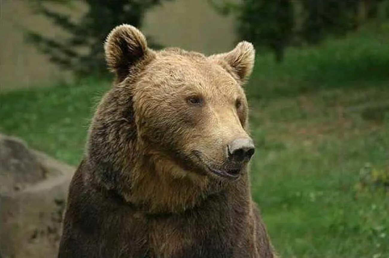 Bear bred