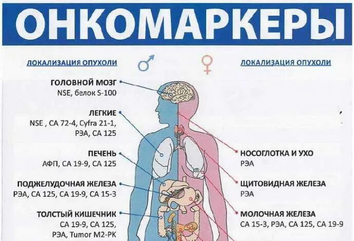 Маркеры опухоли кишечника. Онкомаркер опухоли. Онкомаркер кишечника опухоль. Онкомаркеры по омс