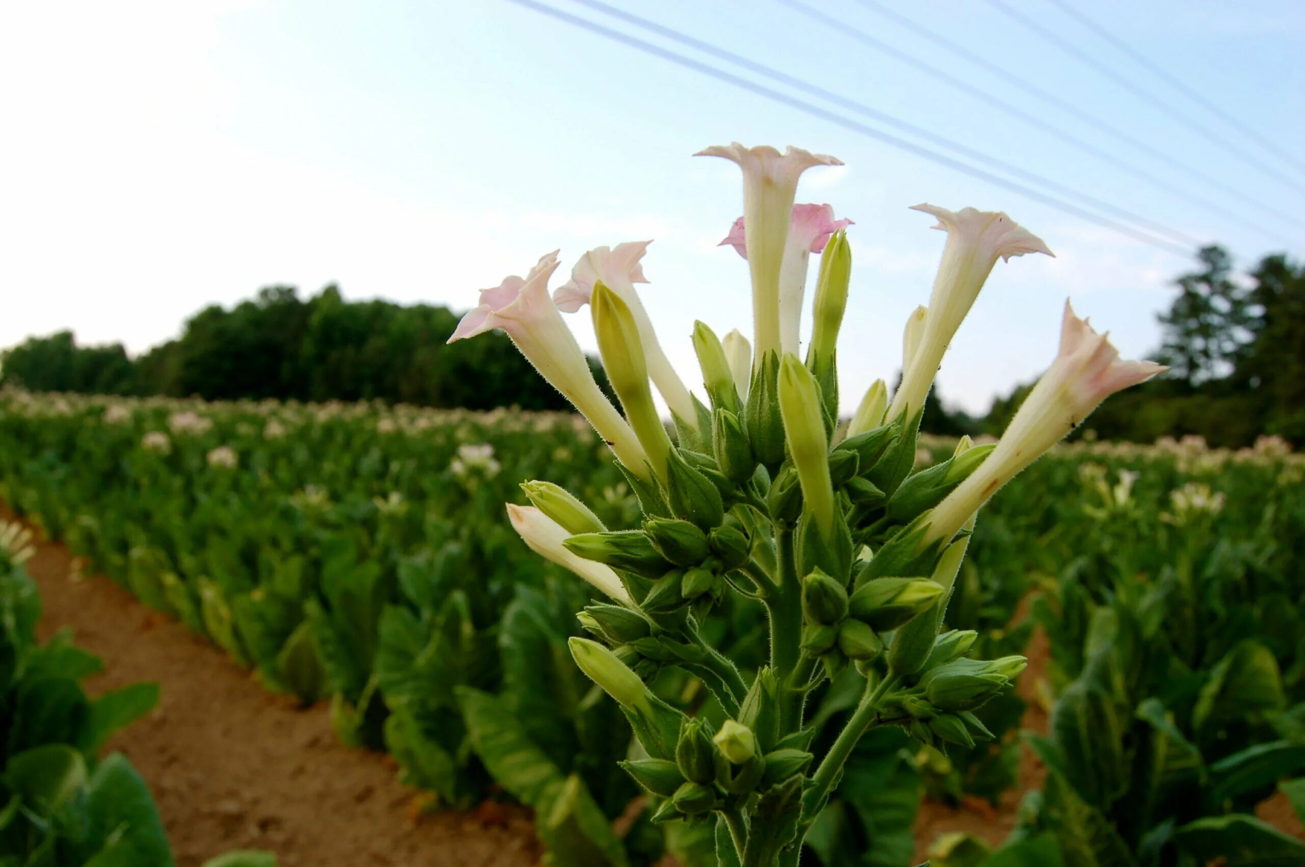 Табак Лесной (Nicotiana Sylvestris). Растение Nicotiana tabacum. Табак махорка растение. 1. Табак душистый - Nicotiana tabacum.