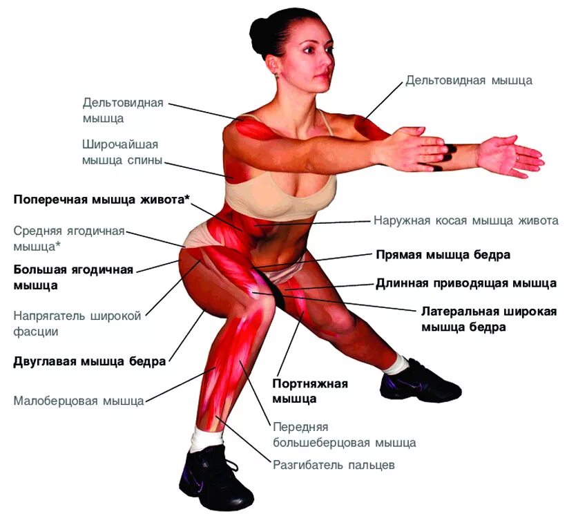 Как накачать внутренние мышцы. Приседание плие анатомия. Приседания группы мышц. Выпады упражнение мышцы. Мышцы задействованные при приседании.