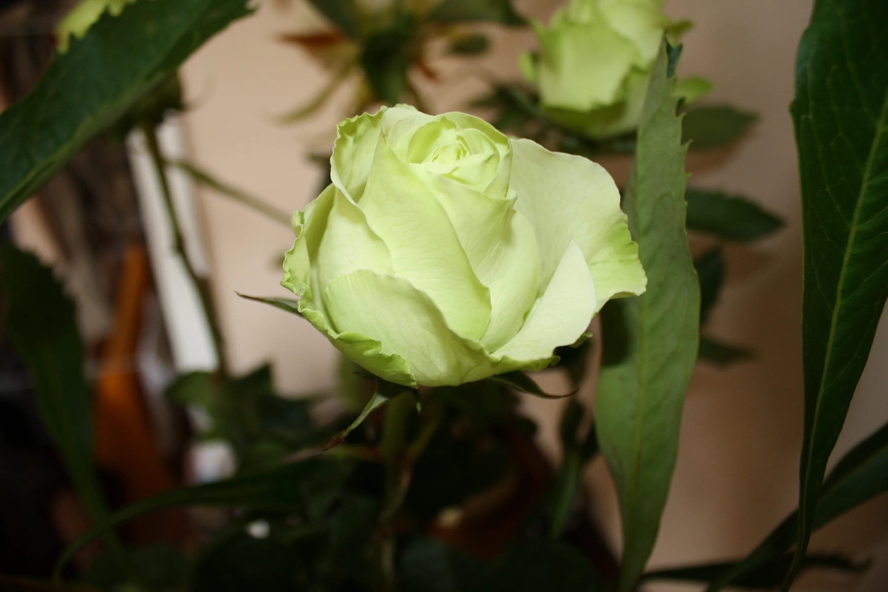 Cultivation of cutflower- Dutch Rose Types of roses, Fresh flowers arrangements,