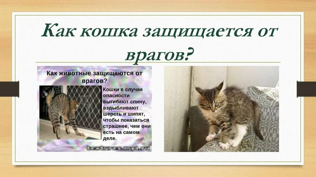 Как обезопасить кошку