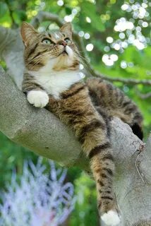 Cat beauty