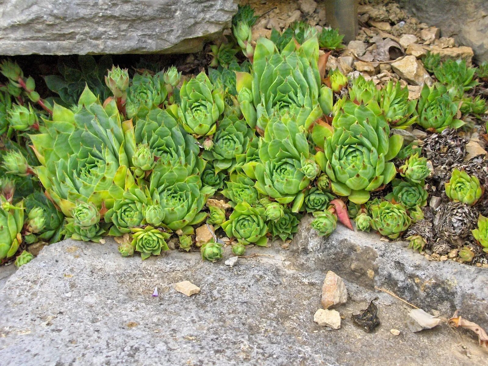 Молодило (Sempervivum). Молодило кровельное (Sempervivum tectorum). Камнеломка молодило. Альпийская живучка Sempervivum.