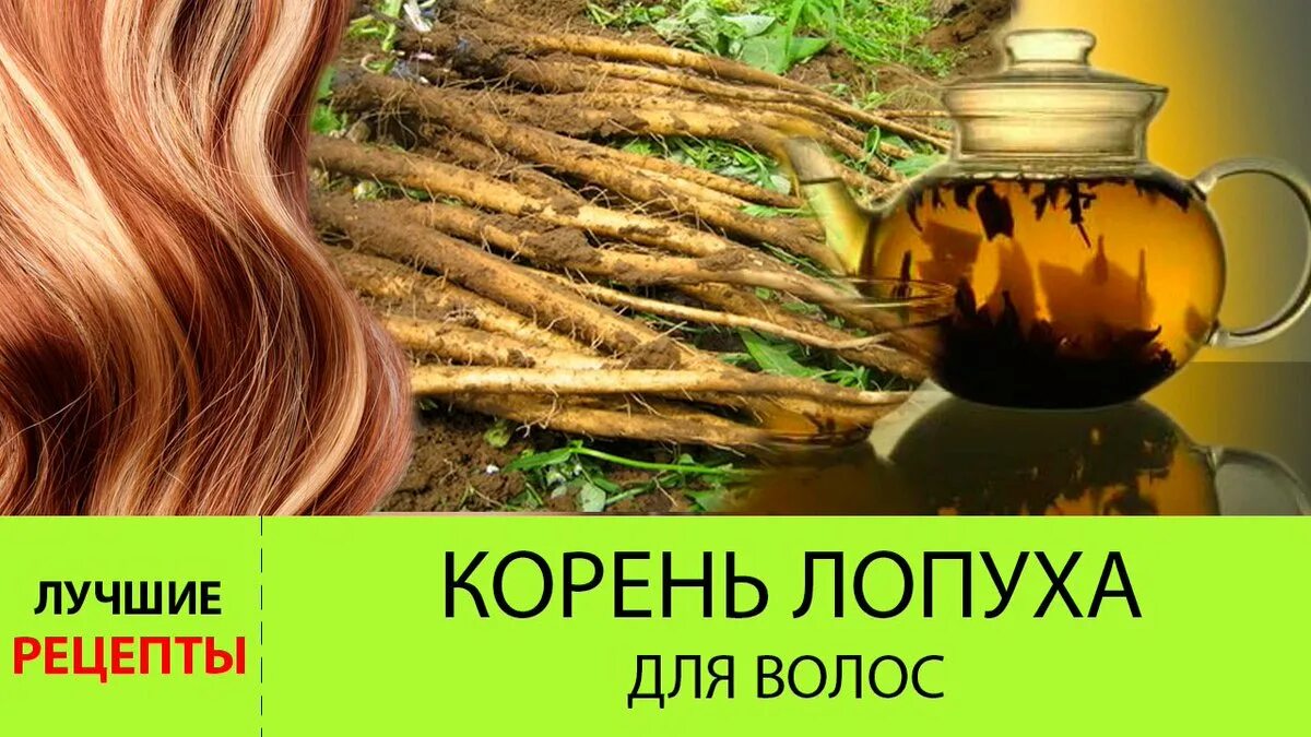 Травы для укрепления волос. Корень лопуха для волос. Уооень лопцха ддя волос. Корень репейника для волос. Корень лопуха для роста волос.