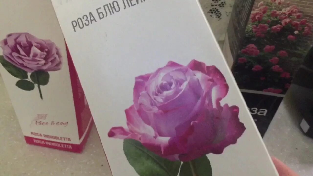 Саженцы роз в коробках. Сажаем розу из коробки. Сажгняы роз в коробочках в магазине. Как сажать купленные розы в коробке