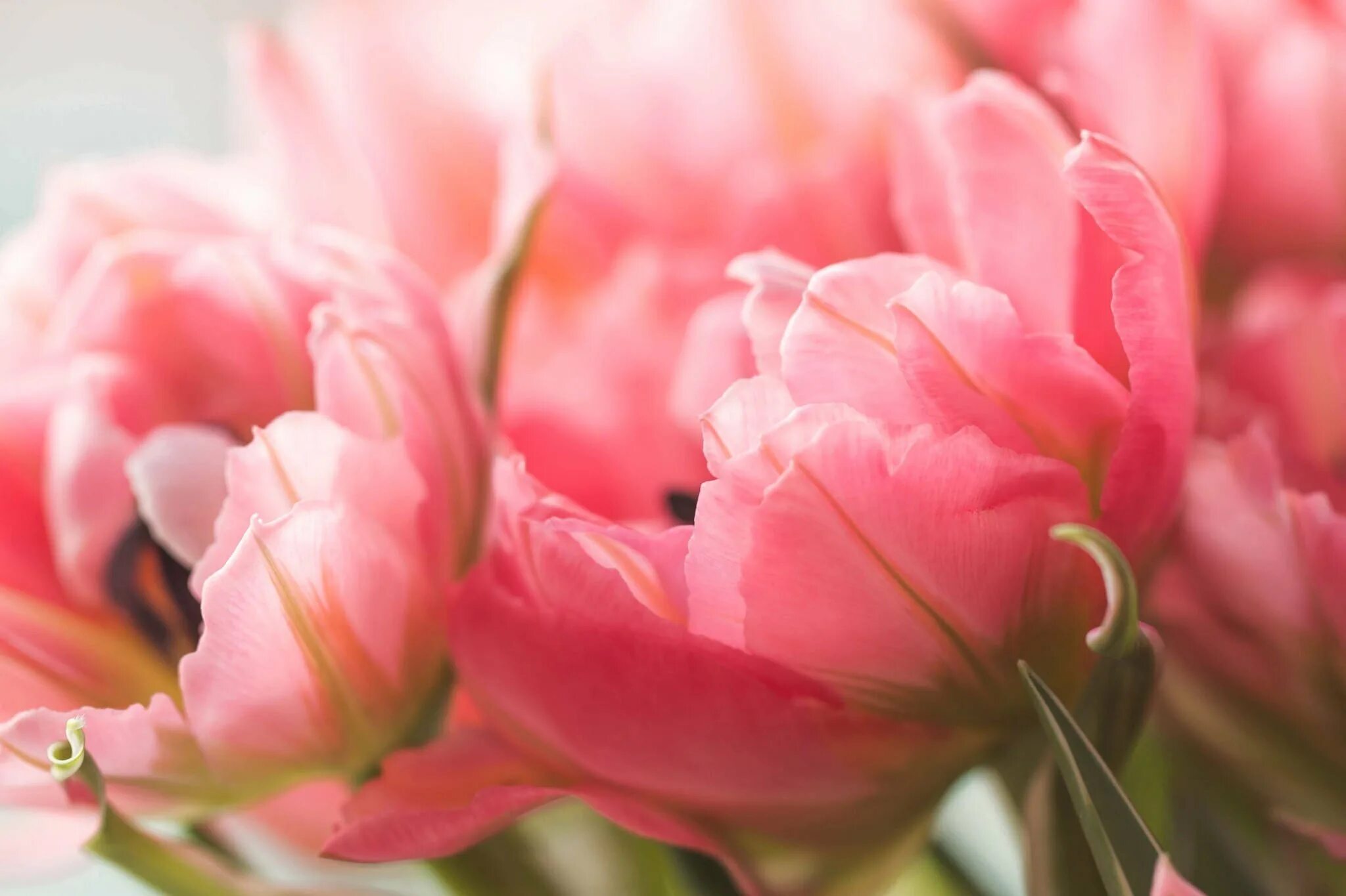 Пионовые тюльпаны. Пионовидные тюльпаны нежно розовые. Пионовидный тюльпан. Тюльпаны макро.