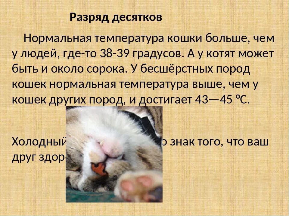 Какая температура у кошек. Нормальная температура тела у котенка 2 месяца. температура у кота норма. нормальная температура тела у кошек. какаянлрмальная температура у кошек.