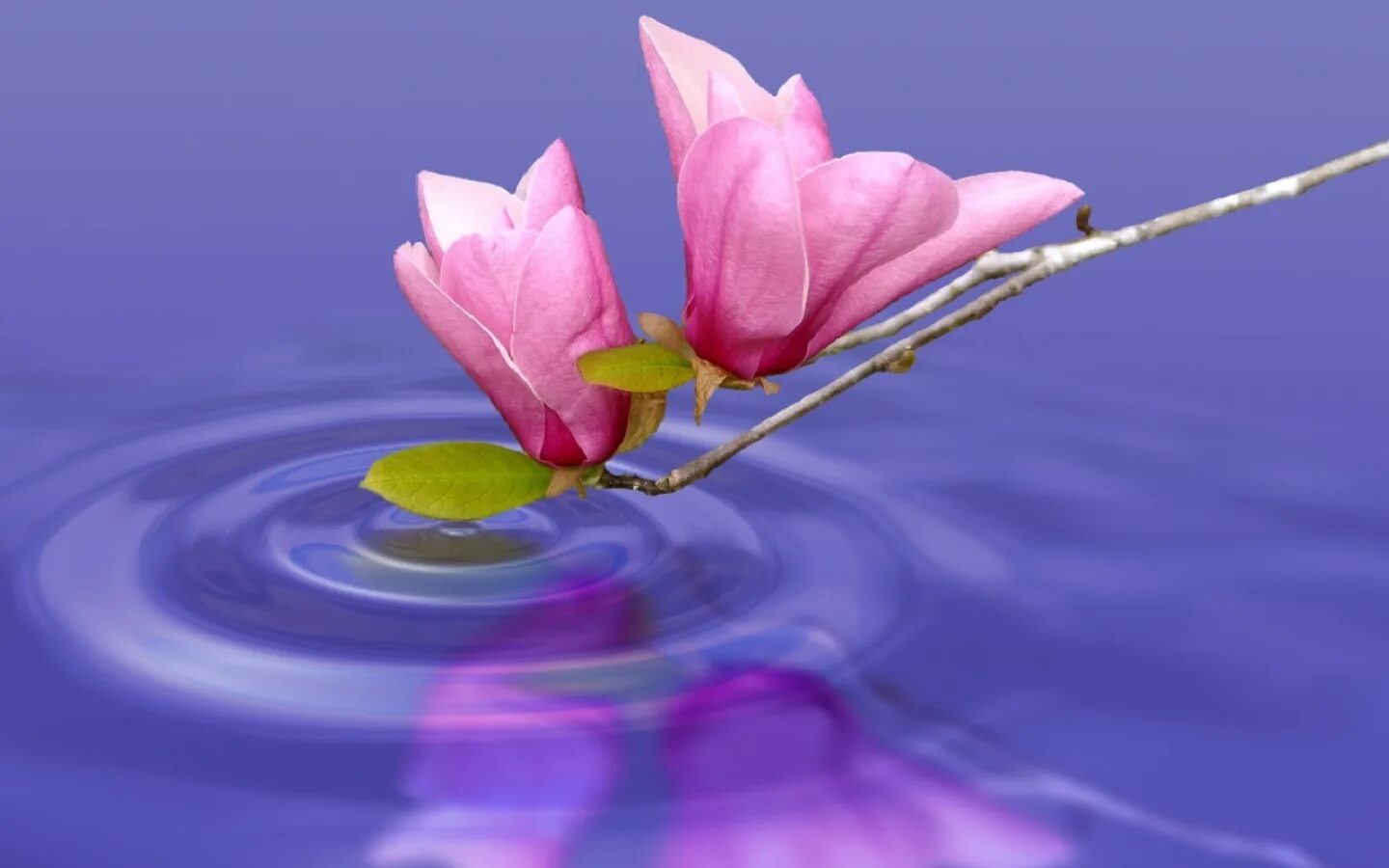 Песня повсюду красота. Живёт по всюду красота. Песня повсюду красота. Живет повсюду красота стихи. Стих живет на свете красота.