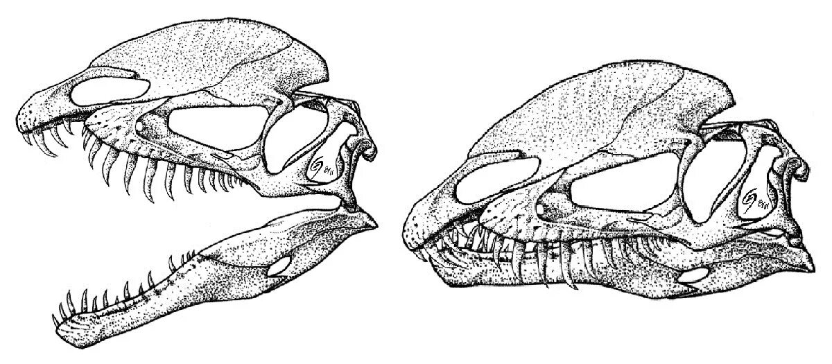 Дилофозавр строение черепа. Дилофозавр строение. Строение черепа динозавра. Череп динозавра анатомия. Сравните череп ящерицы и череп собаки