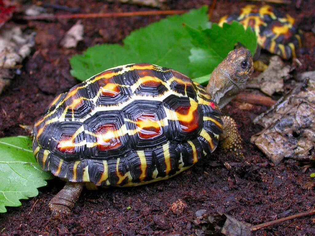 Pyxis arachnoides. паучья сухопутная черепаха. мадагаскарская лучистая черепаха. Pyxis arachnoides. паучья черепаха.