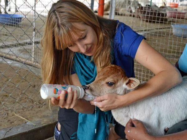 Volunteering at an animal shelter. Волонтеры и животные. Работа с животными. Уборка в зоопарке. Ферма животные волонтер.