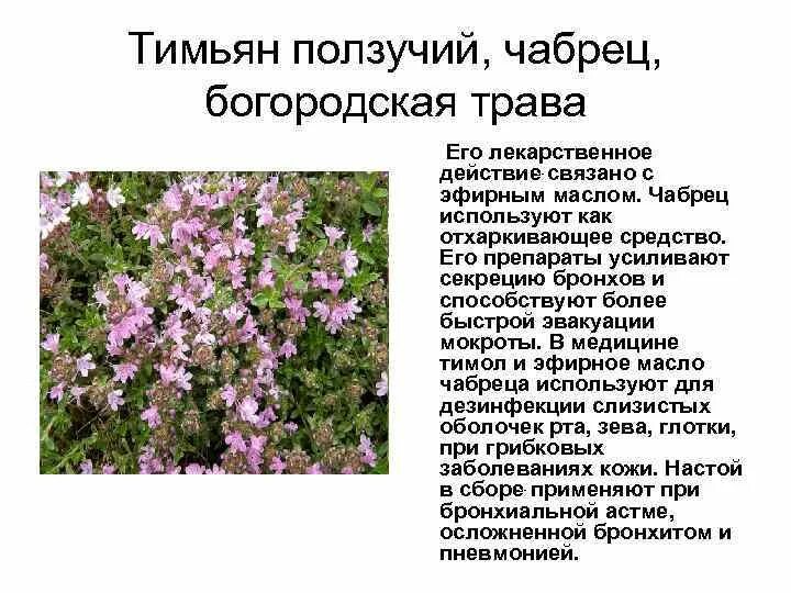 Чабрец польза и вред для женщин. Чабрец тимьян Богородская трава. Трава тимьяна ползучего. Чабрец тимьян ползучий описание. Тимьян (чабрец) ползучий (Thymus serpyllum).